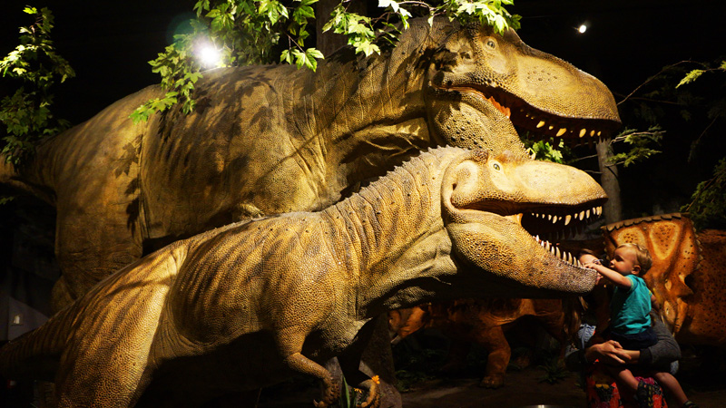 Enfant jouant avec des dinosaures au Musée canadien de la nature