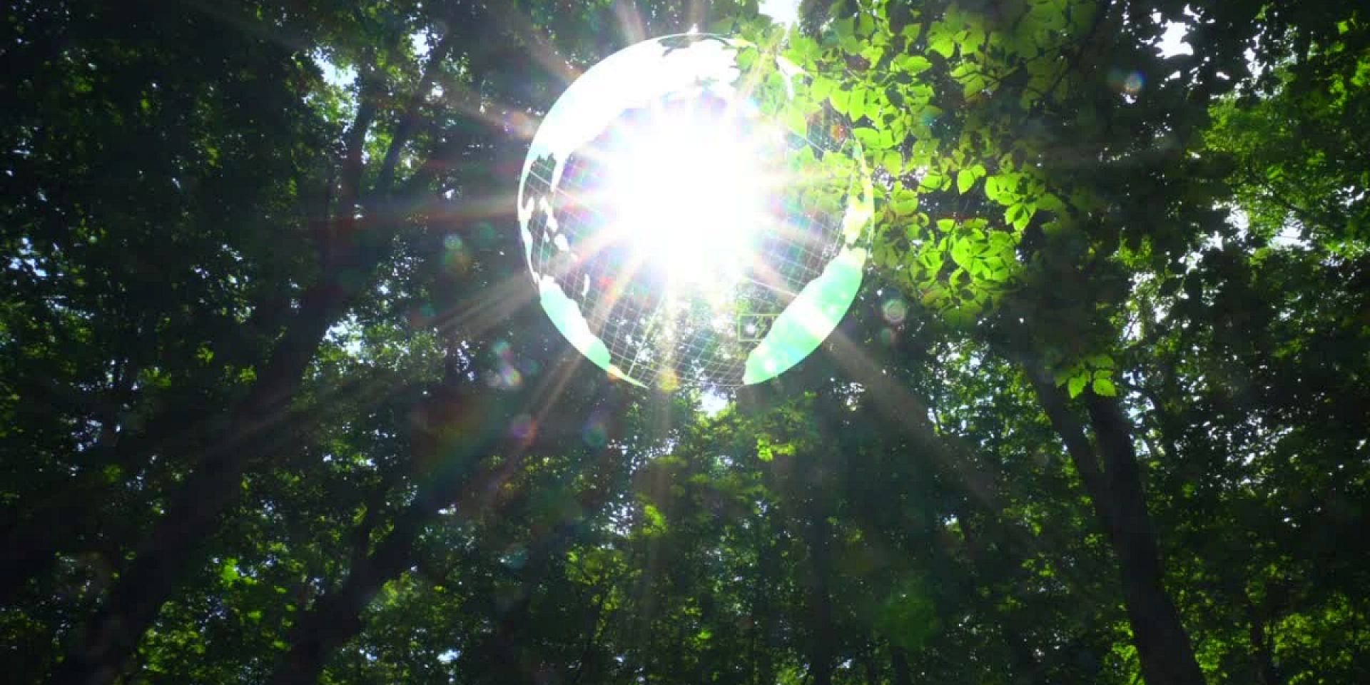 Soleil qui brille à travers les arbres