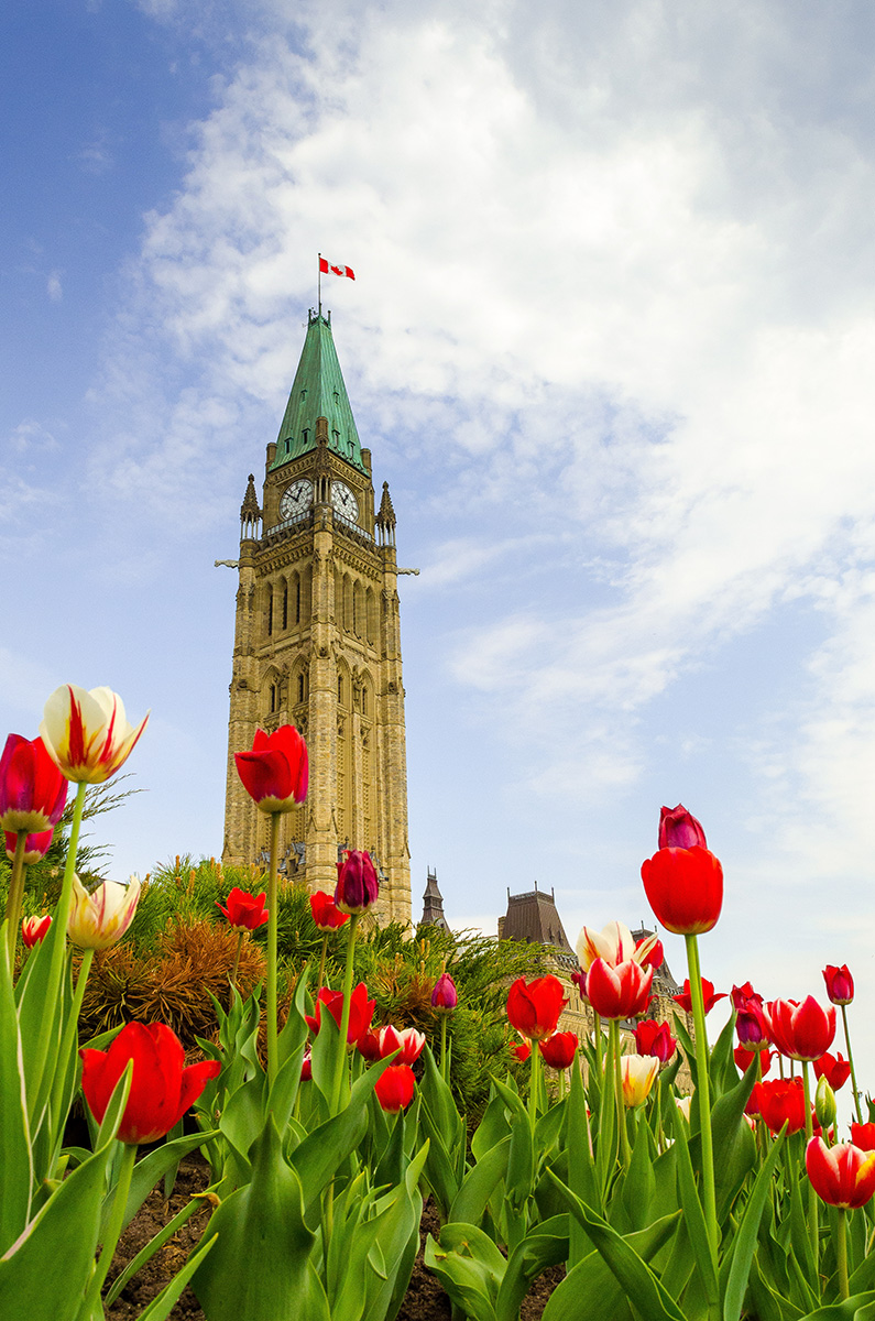 Tulip with Canadian Parliamentary Clock Tower