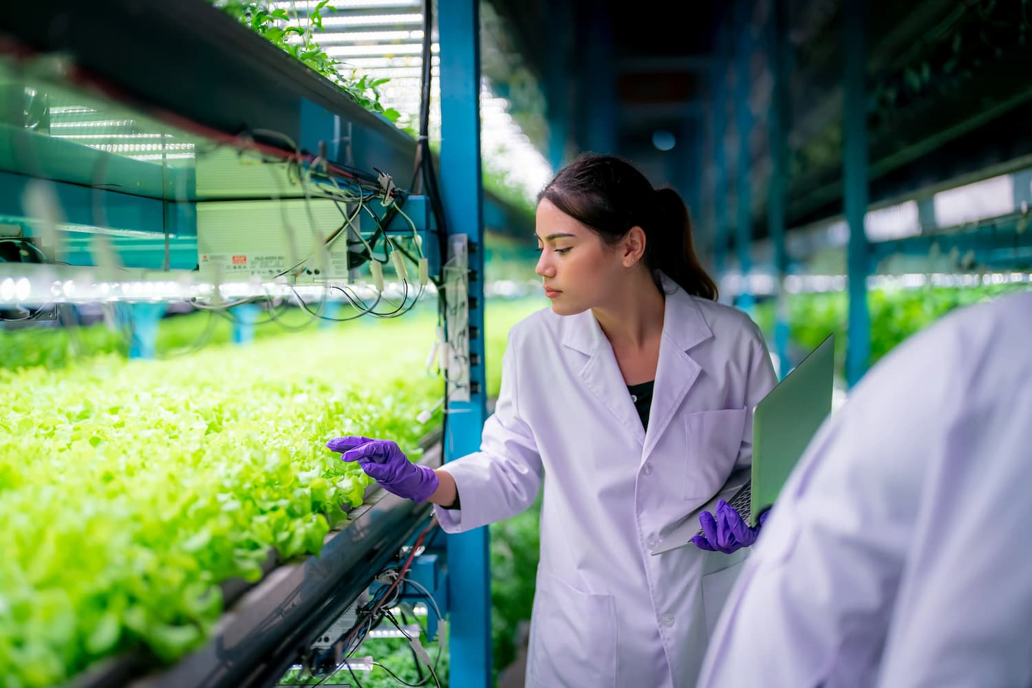 Inside of Greenhouse Hydroponic Vertical Farm Eco system